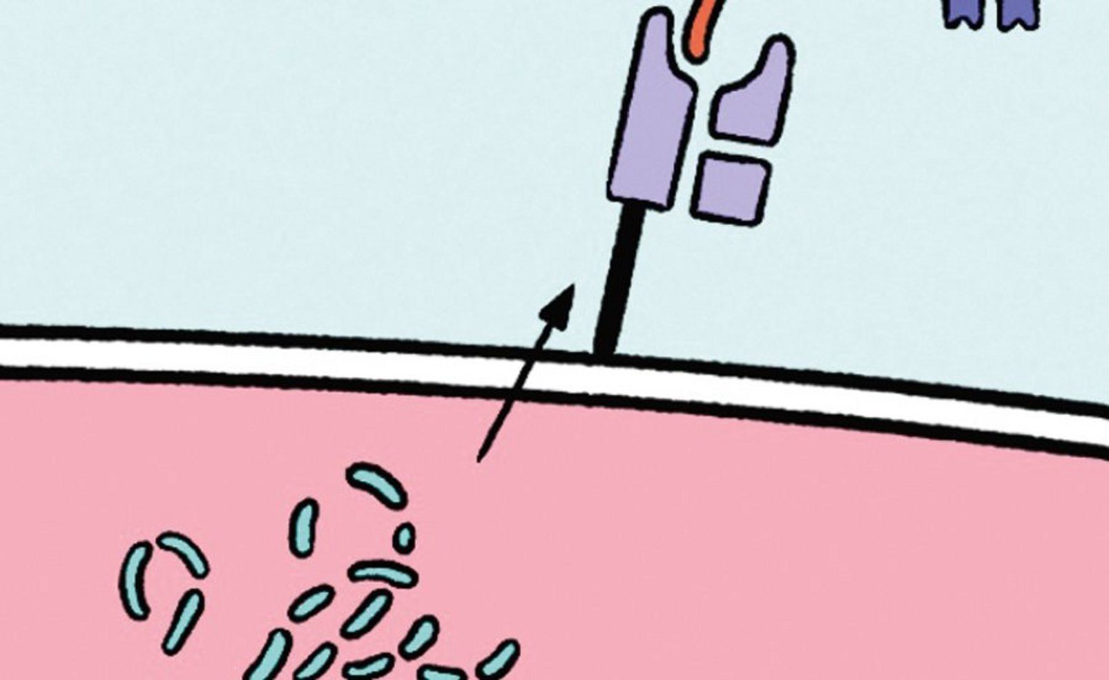 Illustration von Viruspartikeln an der Hautschicht.