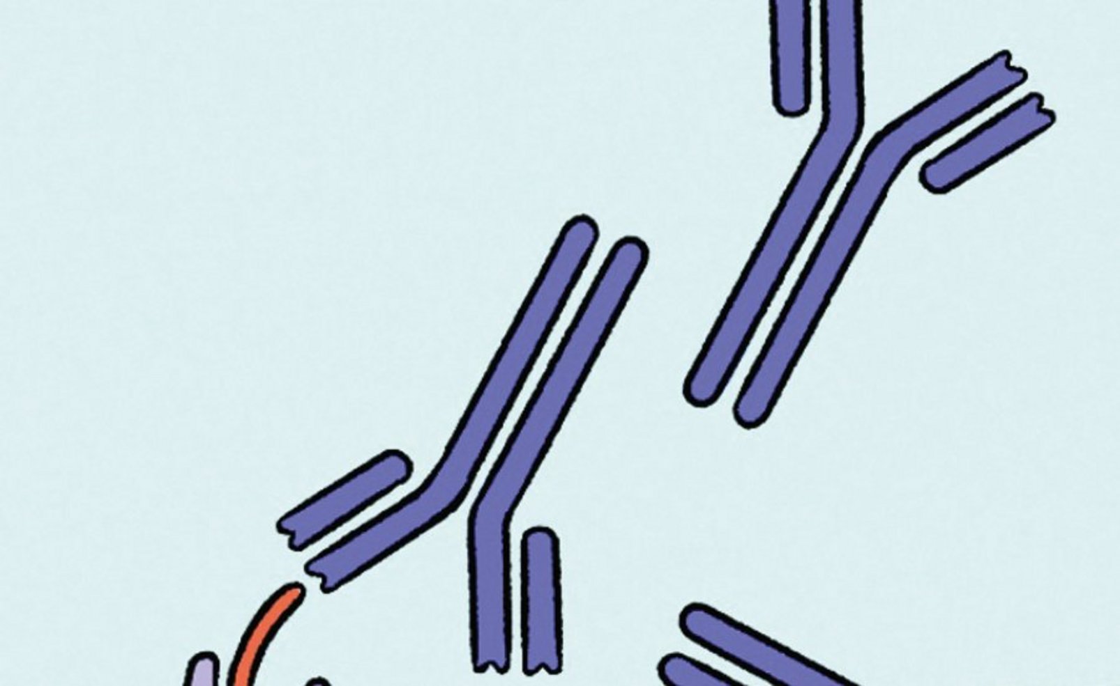 Illustration von Antikörpern