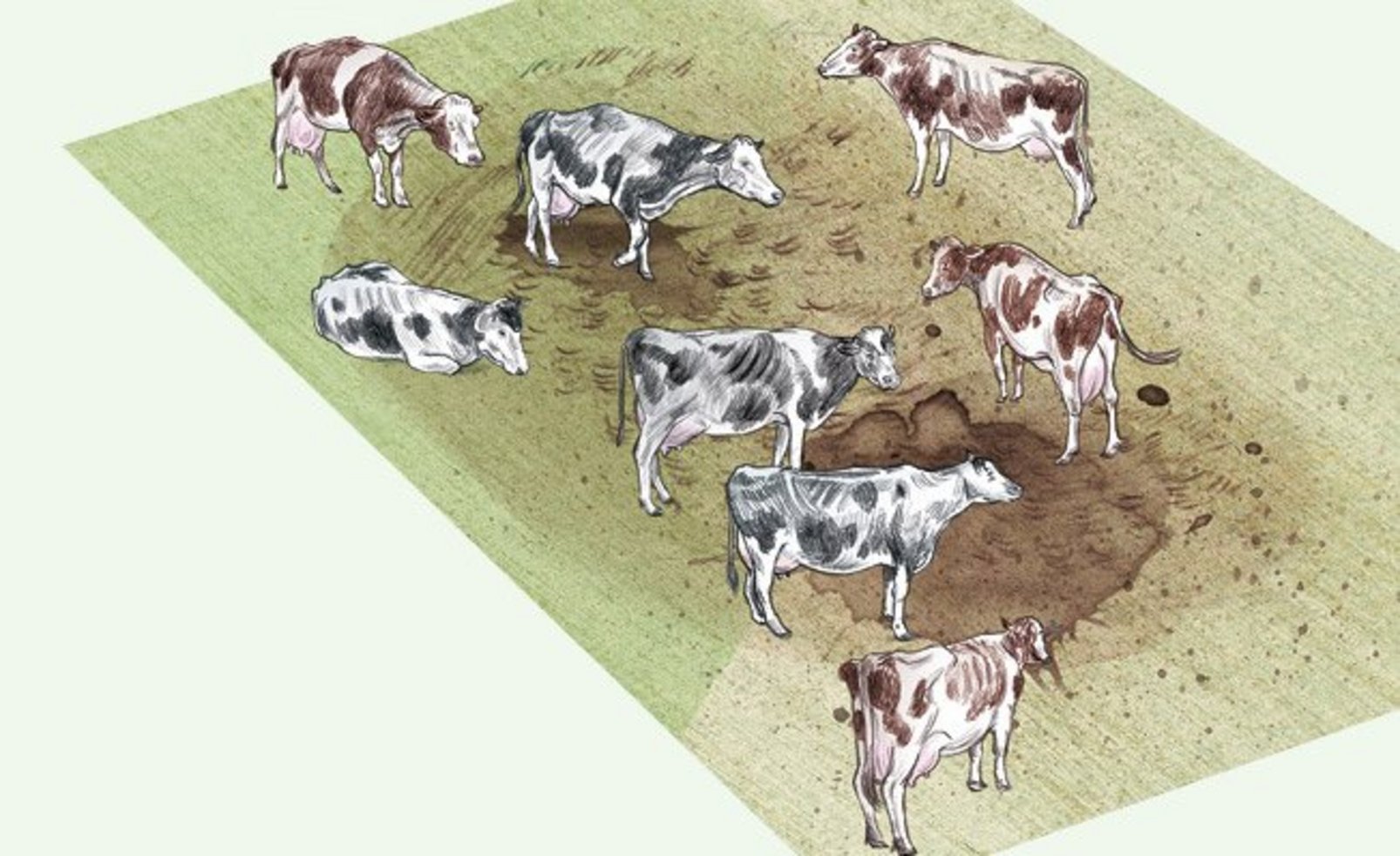 Illustration einer schlammigen Wiese auf der Kühe stehen, die ausgemärgelt aussehen.