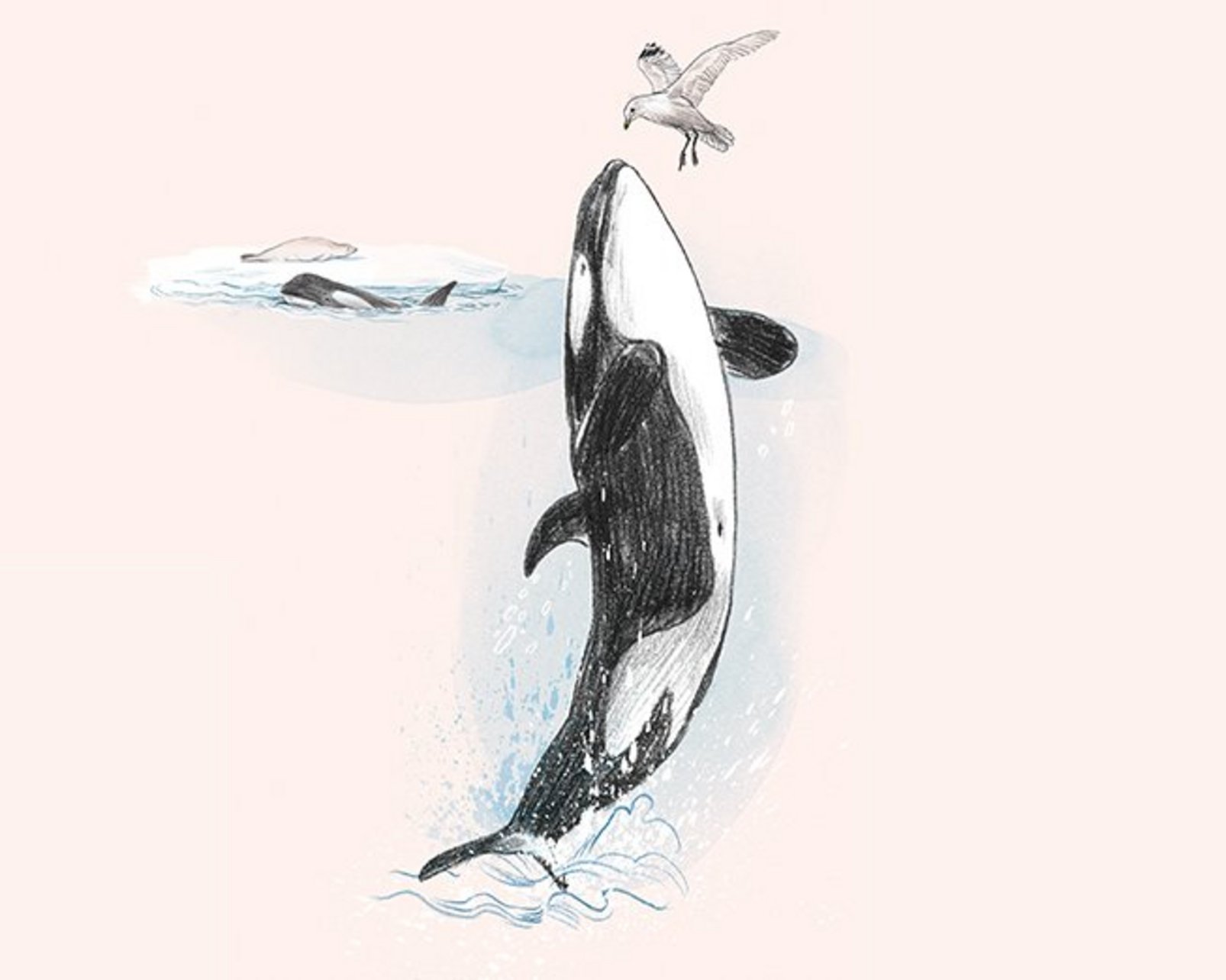 Illustration eines Orcas der aus dem Wasser auftaucht. Über ihm Fliegt eine Möve. Daneben ein Orca, der zu einer Eisscholle schwimmt, auf der eine Robbe liegt.