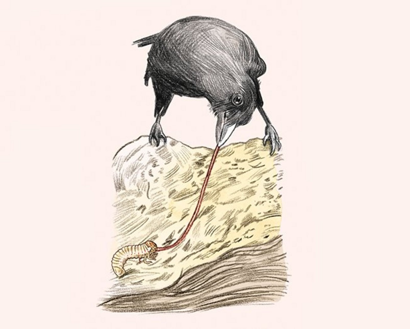 Illustration einer Krähe, die auf einem Heuhaufen sitzt und mit einem Stock eine Made aus dem Haufen holen will.
