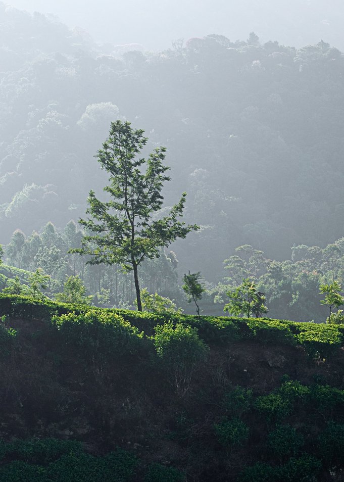 Ein grüner Baum auf der Spitze eines grünen Hügels.