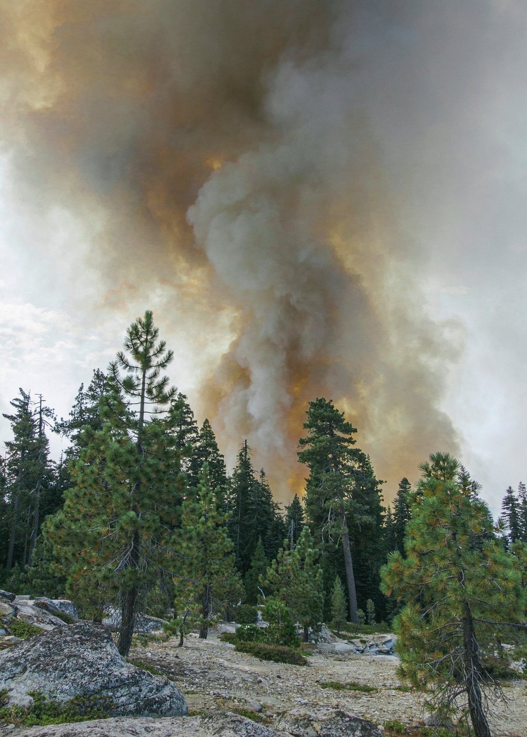 Foto eines brennenden Waldes