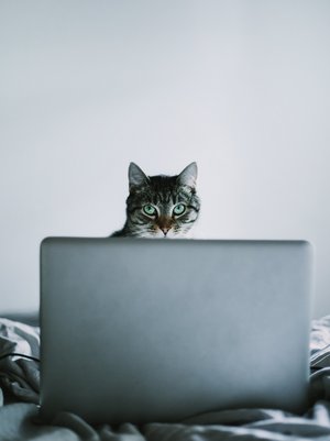 Katze, die vor einem Notebook sitzt und darüber hinweg in die Kamera blickt.