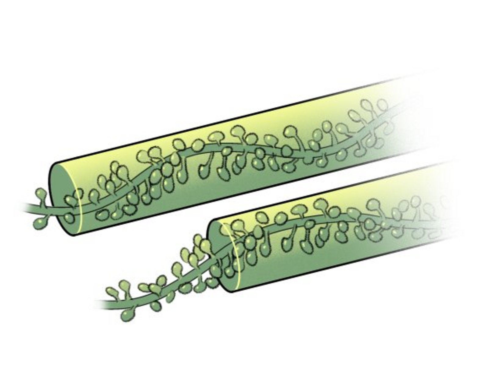 Illustration von Algen die aus Kolben ragen auf weißem Untergrund.