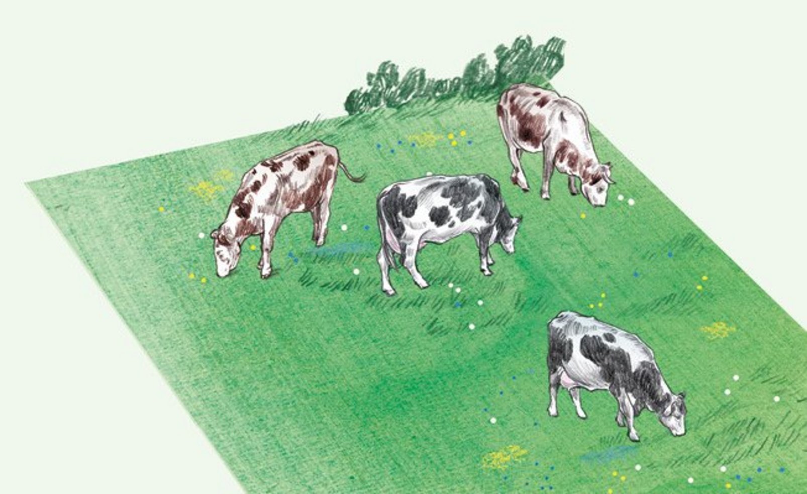 Illustration einer grünen Wiese auf der vier Kühe grasen.
