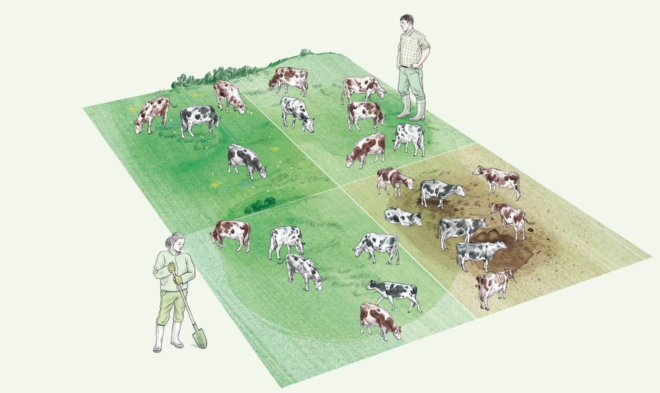 Eine grüne Wiese ist in vier Rechtecke aufgeteilt auf der Kühe stehen. Das Rechteck unten rechts zeigt einen braunen Boden. Neben der Wiese steht rechts ein Mann und links eine Frau, beide sind in Arbeitskleidung und Gummistiefeln.